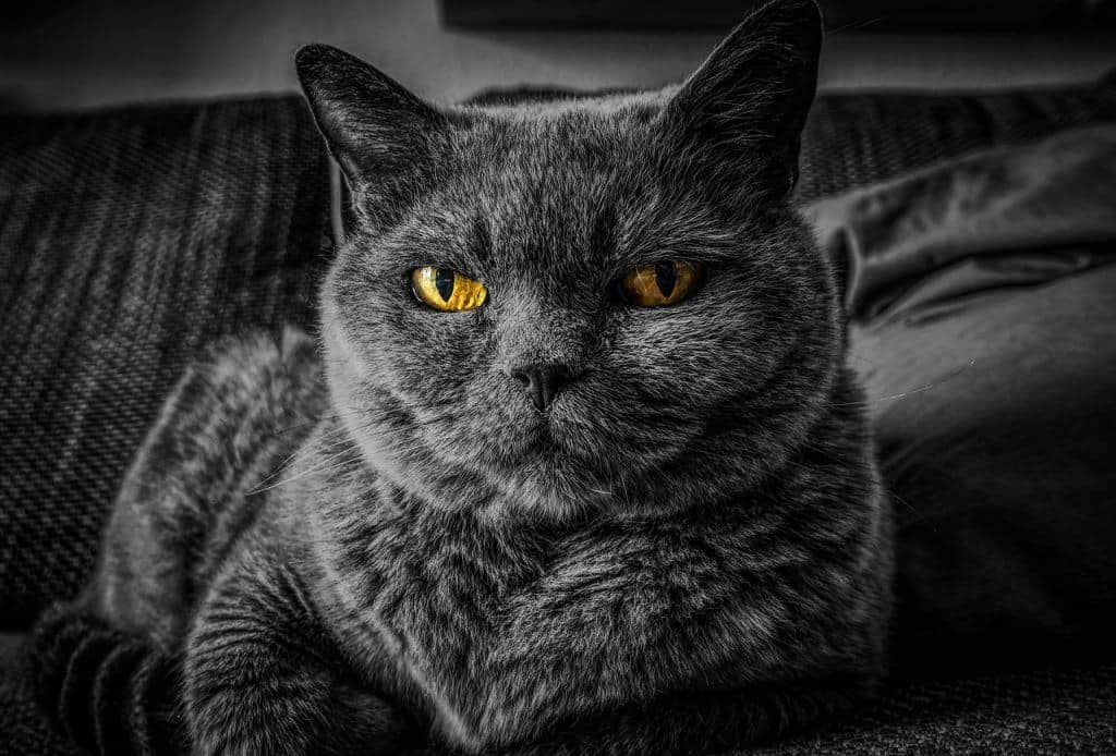 enviar-mierda-gato Enviar mierda de gato