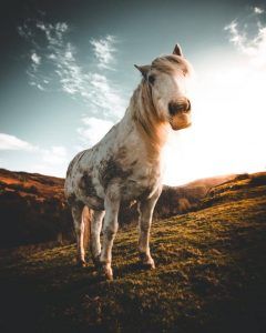 Enviar mierda de caballo de forma anónima